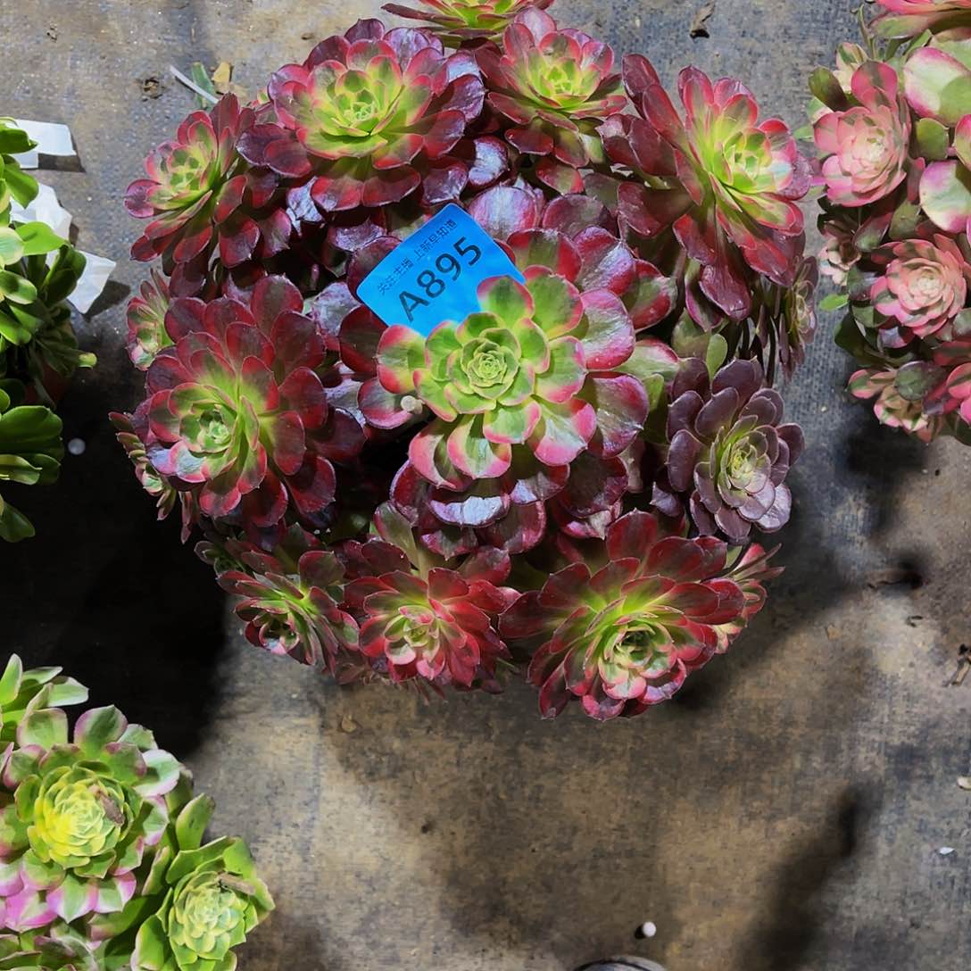 多肉安娜锦脱土发货895