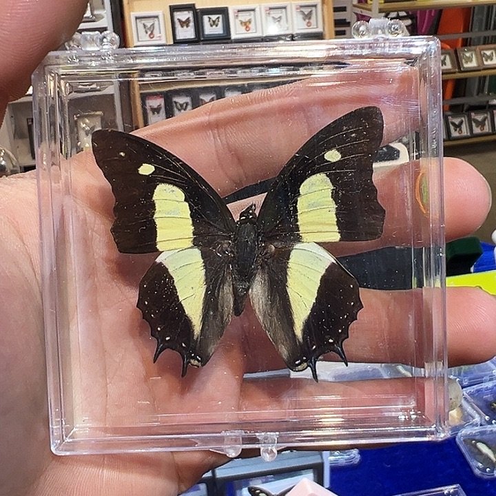 有机玻璃88864433222