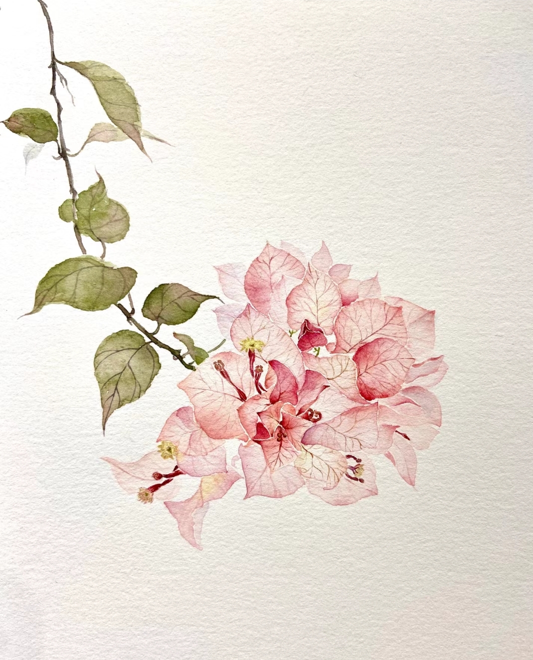 【小彩花三角梅】【单盆】四季勤花室内室外盆栽地栽绿植