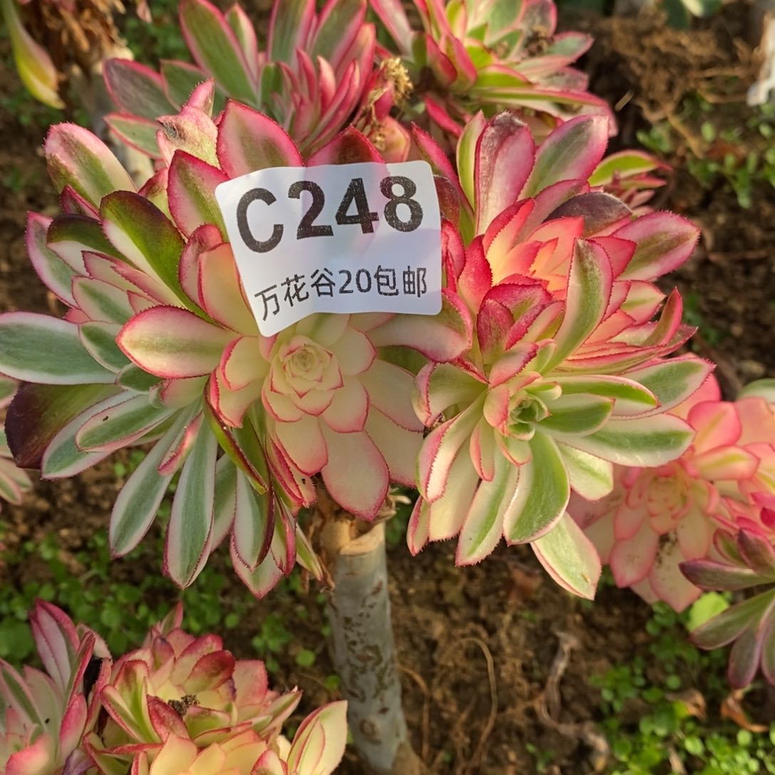 248倾城砍过多肉植物