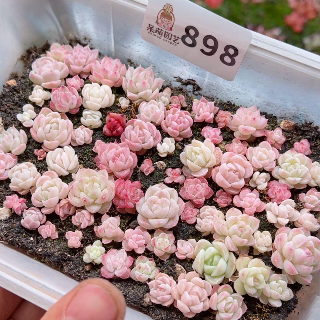 多肉植物多肉植物