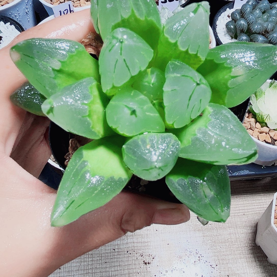 冰城寿多肉植物6666