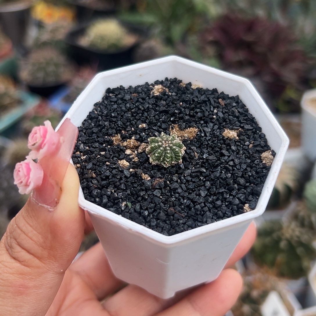 明***号花笼实生仙人球6666666