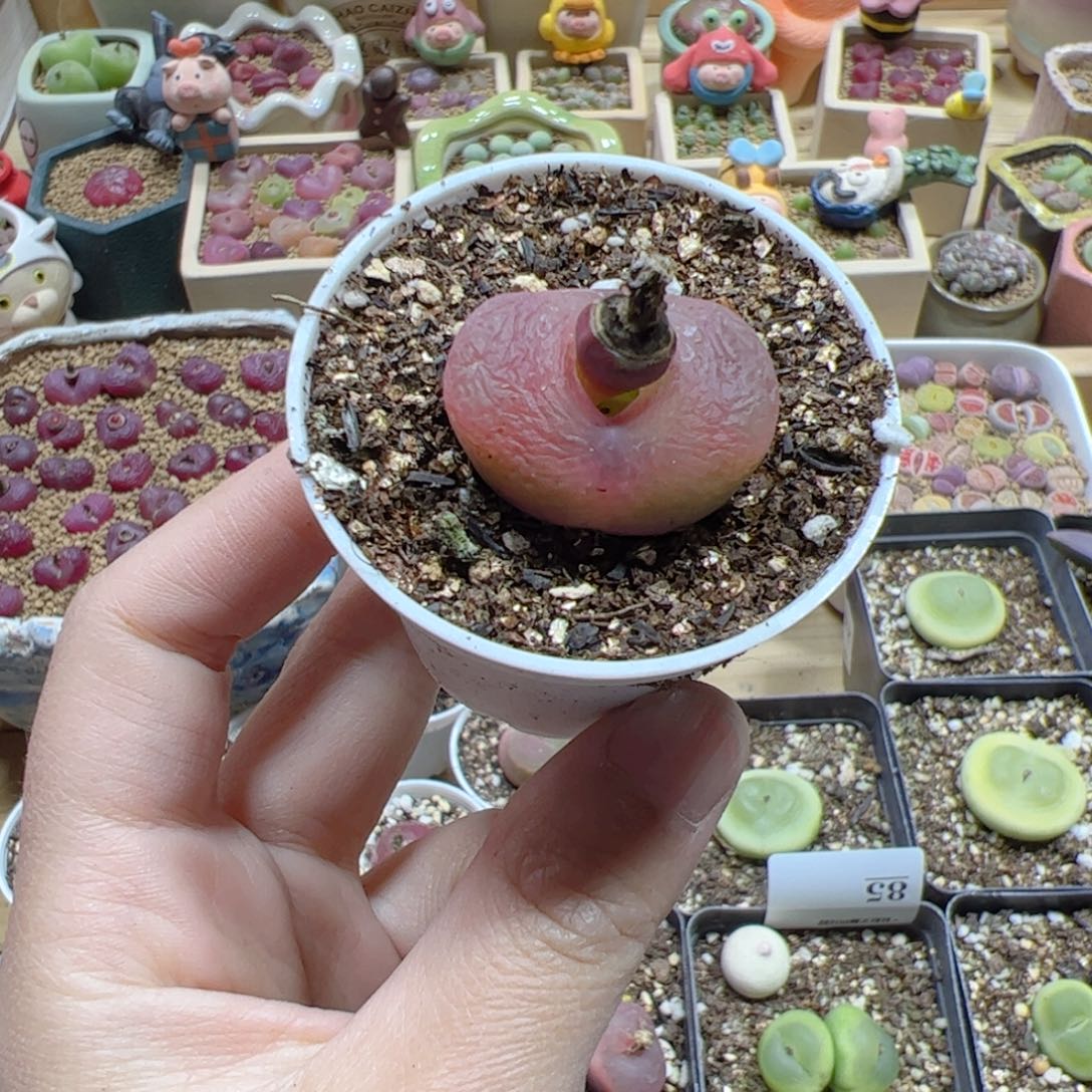 【闪购商品】124 蟠桃