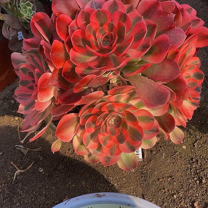 多肉香妃566多肉