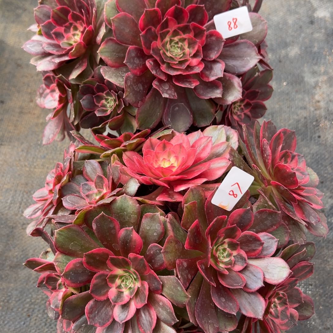 @***H8788黑魔锦多肉嘻嘻嘻