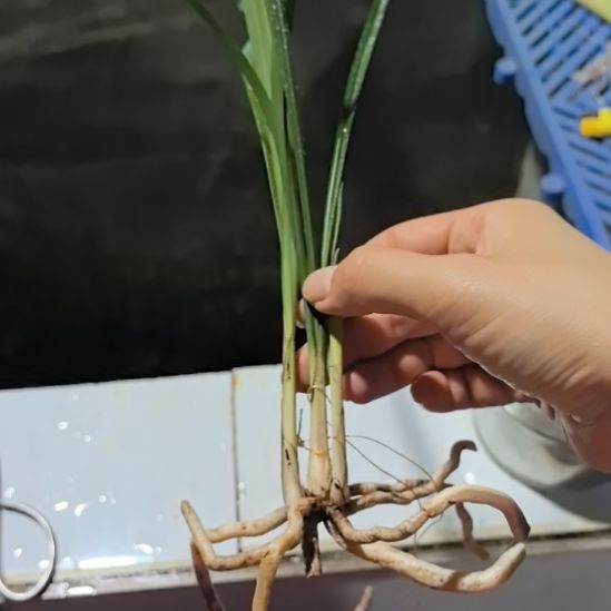 完全开放仙桃梅子母苗带芽