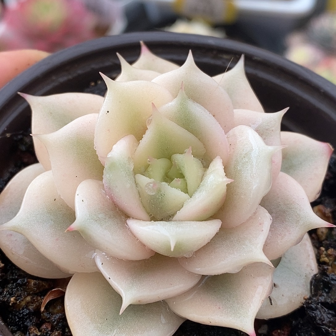 343贝加尔湖哈哈哈哈哈