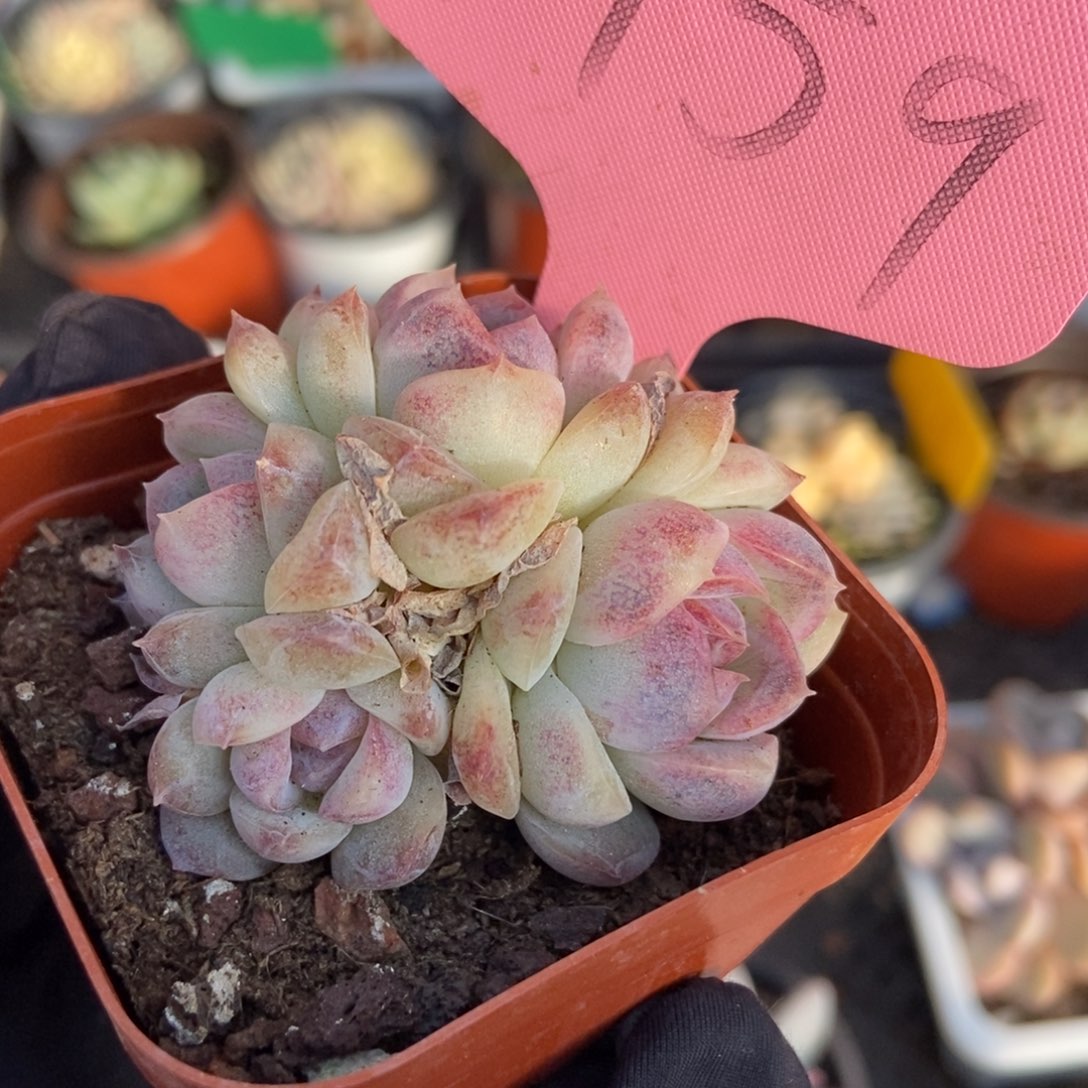 1759巧克力珍妮多肉植物保护