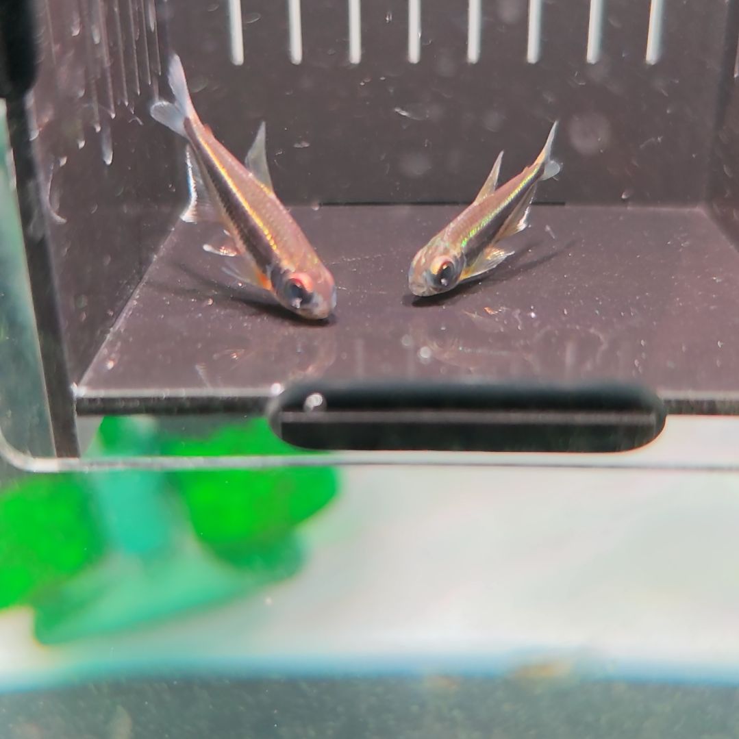 灯科鱼水灵灯2条一组