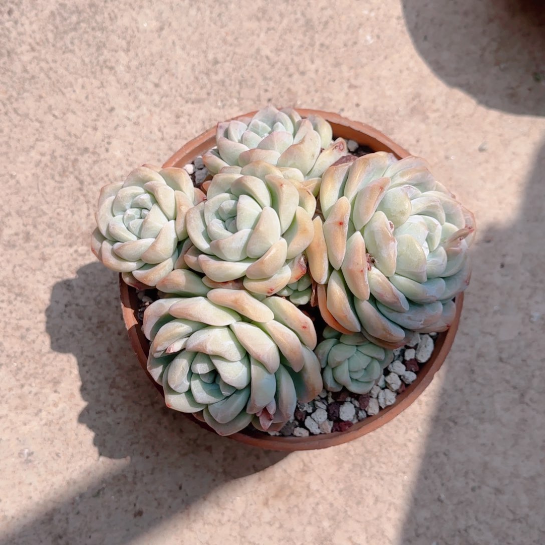 红陶G**a无砍无掐