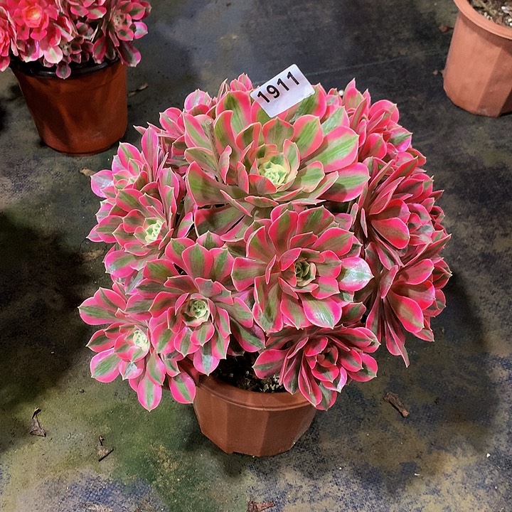 淼***肉多肉女妖法师1911