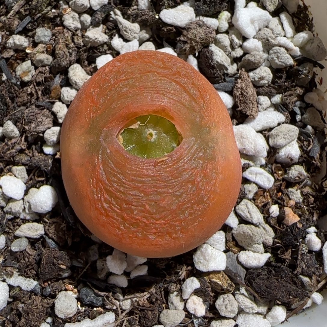 肉锥多肉植物组合-优选水蜜桃母本200