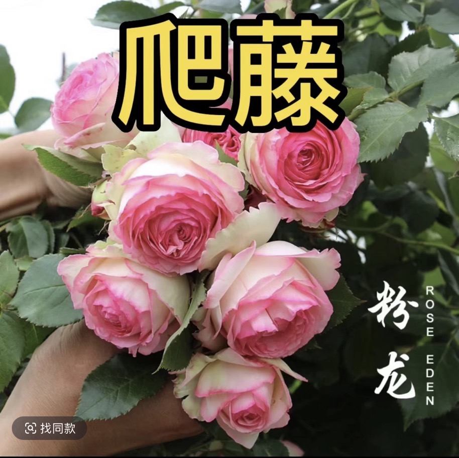 爬藤月季藤本月季花苗特大花浓香庭院植物室内盆栽爬藤