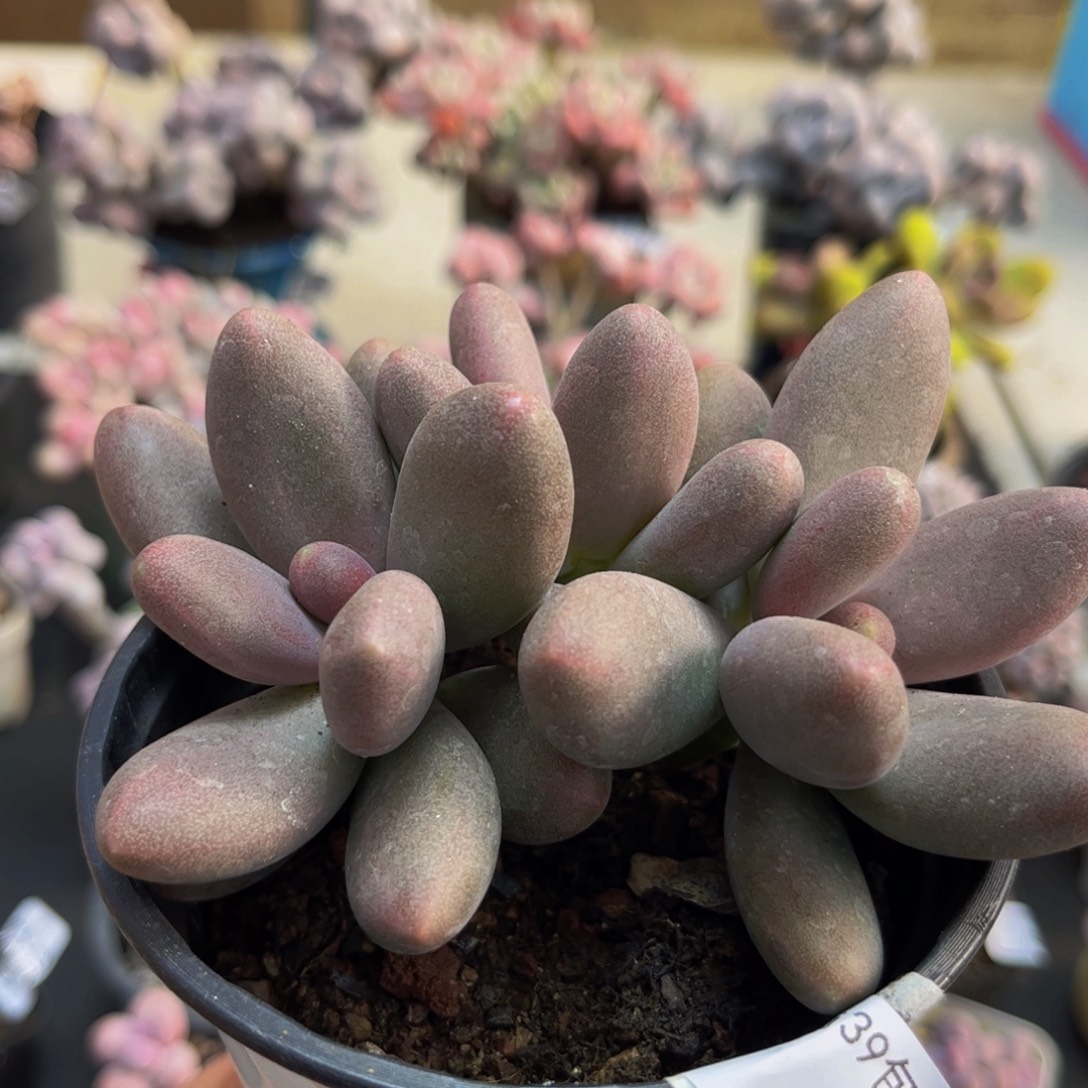 065/8cm糖果美人多肉植物