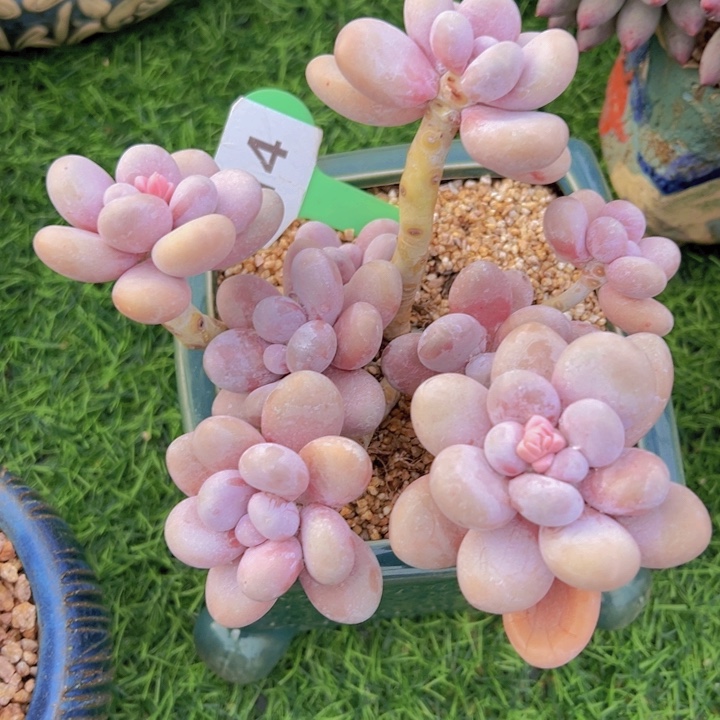 健健康康平平安安