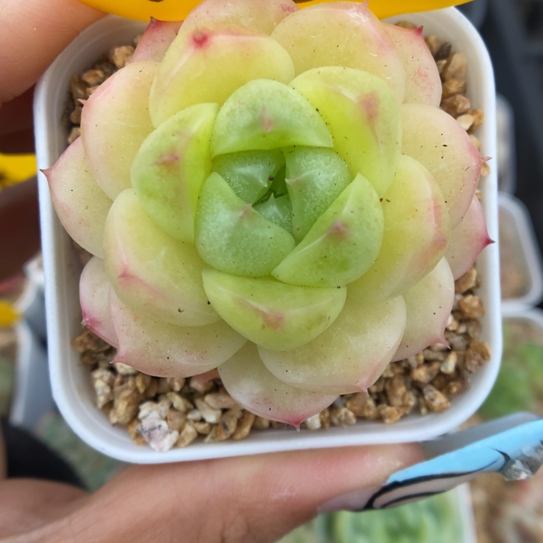 圆叶麦秆可拍968号