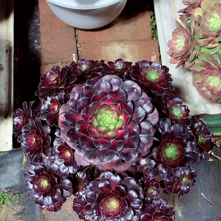 晚霞的，多肉植物