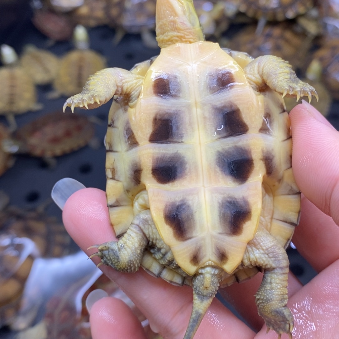 绿毛龟母6.5cmfcedggf