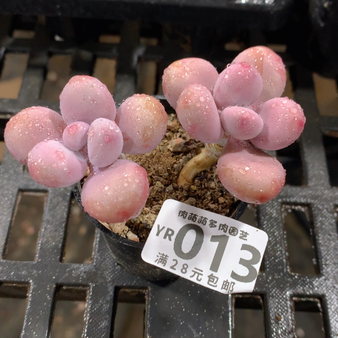肉萌萌拇指盆精控多肉YR013