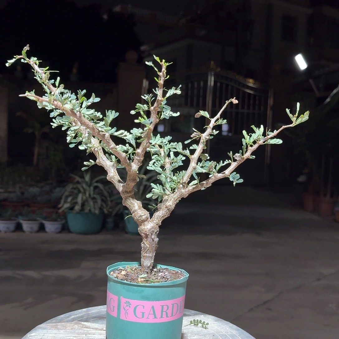 园艺实生沙漠苏木