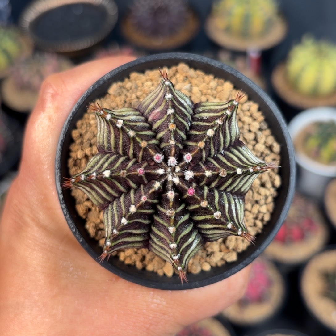 泰系米哈实生仙人球309