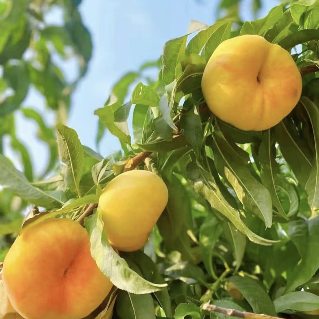 南棠果苗 金蟠99 不裂果不炸核 6月上旬成熟 现挖现发