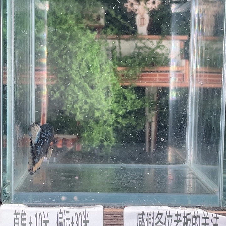 斗鱼活体不退不换谢谢