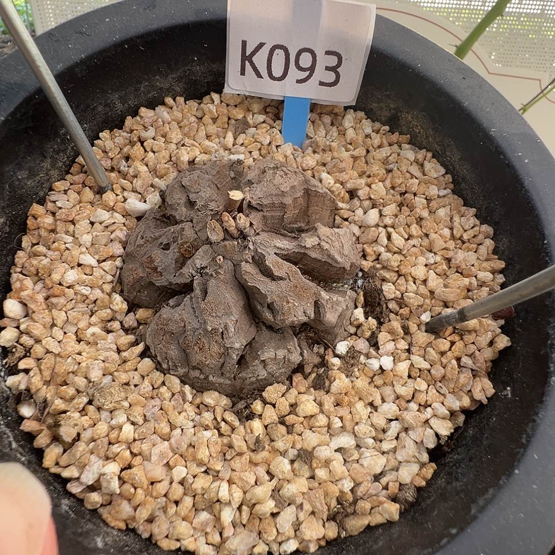 多肉植物专拍 一物一拍 南非龟甲龙093