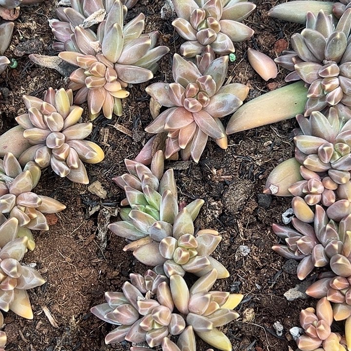 10个美人特价一物一拍