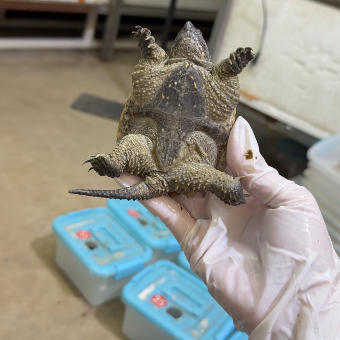 老***了公母搭配小鳄龟编号72，福利价