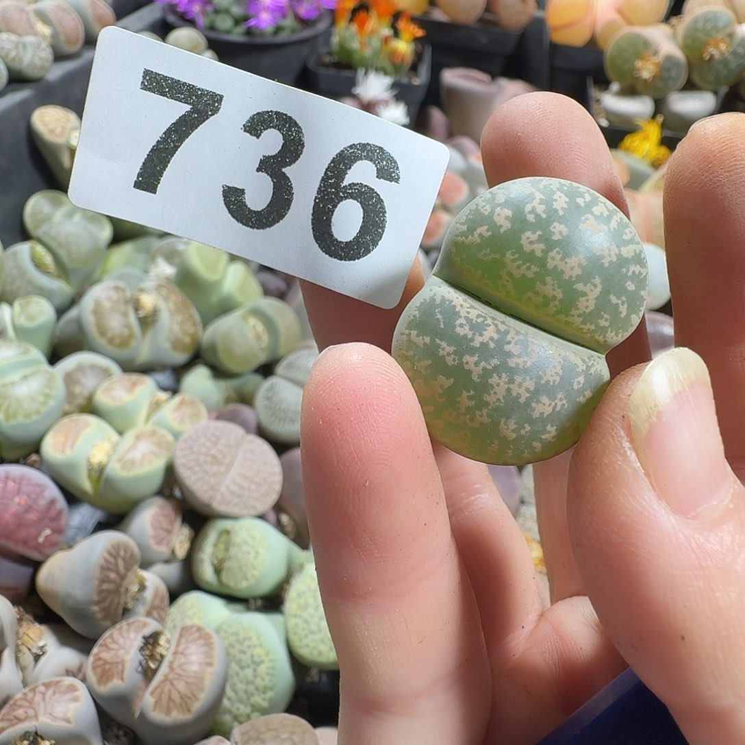 阿***离生石花一物一拍736