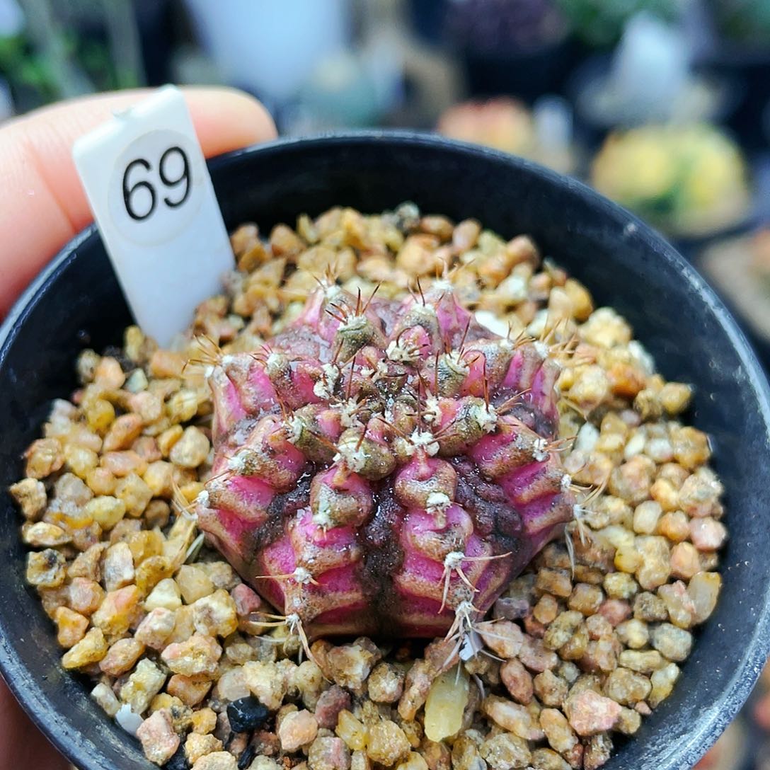 粉钻海神非偏远地区满25包邮仙人球