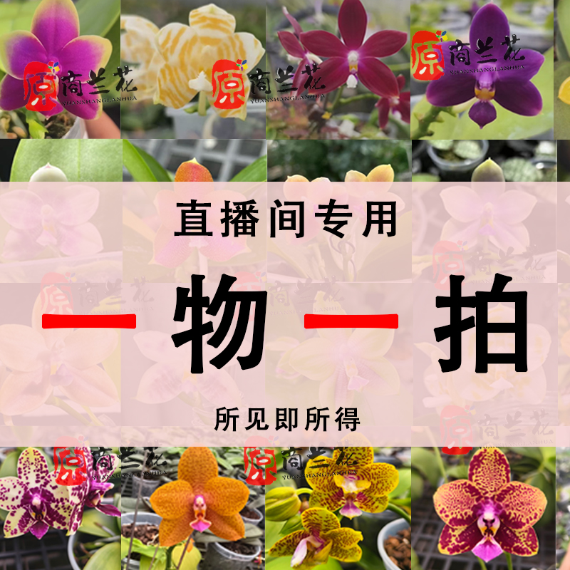 [一物一拍]原生趣味蝴蝶兰苗带花带花苞带花剑小中大花瓣四季好养