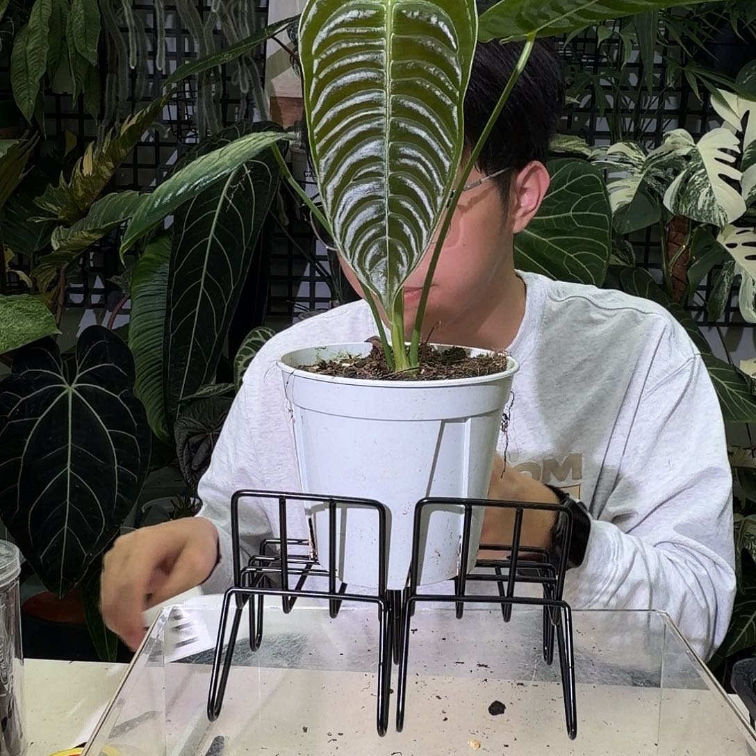 完全开放I45火鹤王