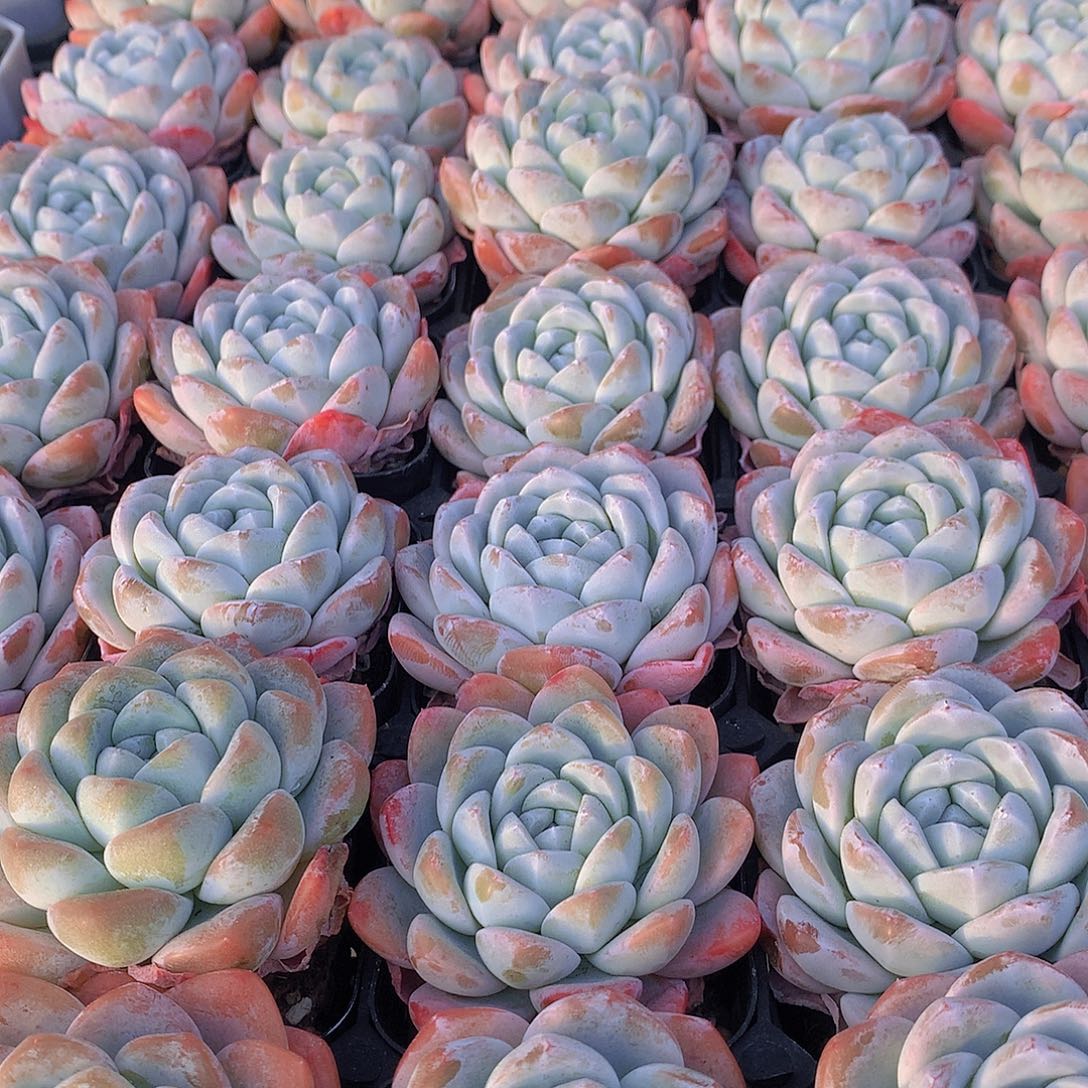 两颗冰玉34567889999909