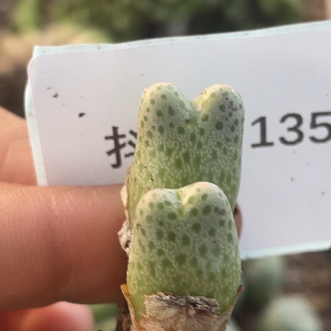14-135草莓斑马肉锥