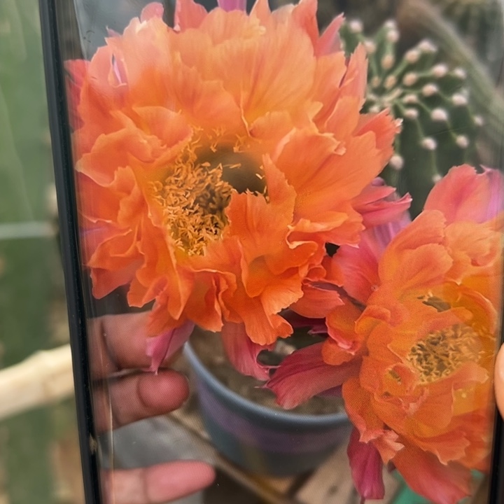 10彩草江南13歪无根侧芽4公分左右20包邮