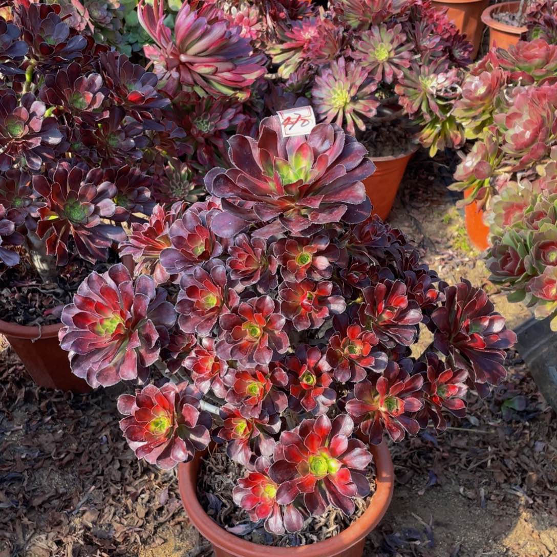 470鲜花老桩晚霞