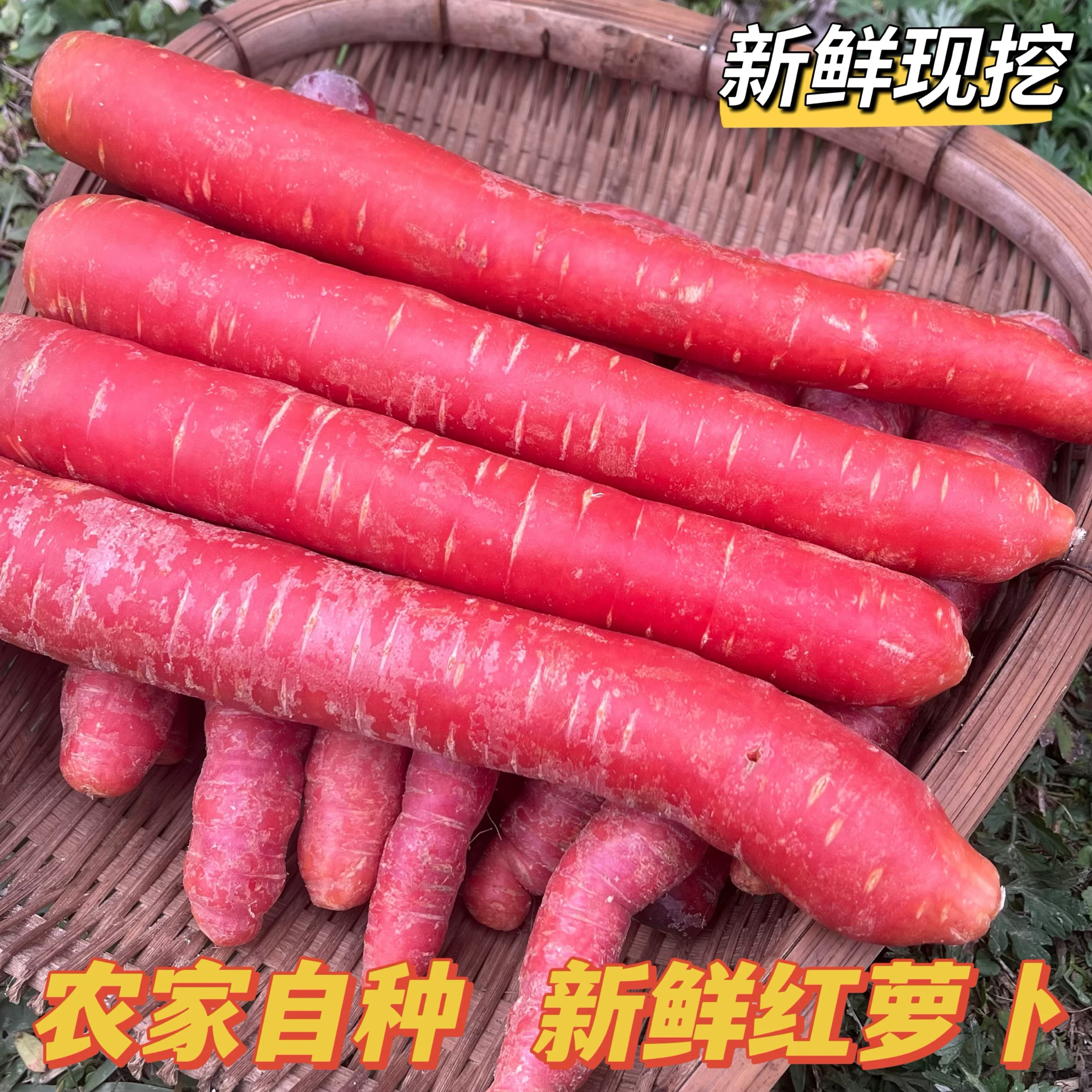 3斤 贵州老品种胡萝卜水果萝卜新鲜沙地脆甜蔬菜水洗红萝卜现挖