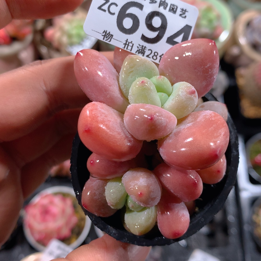 5CM拇指盆精控多肉ZC694