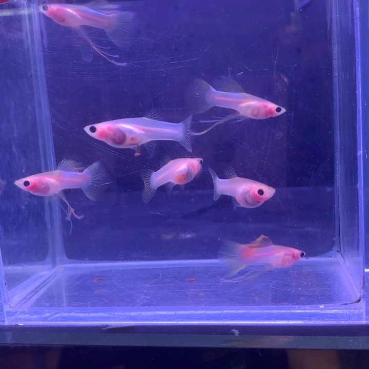 孔雀鱼幻彩粉猫6条