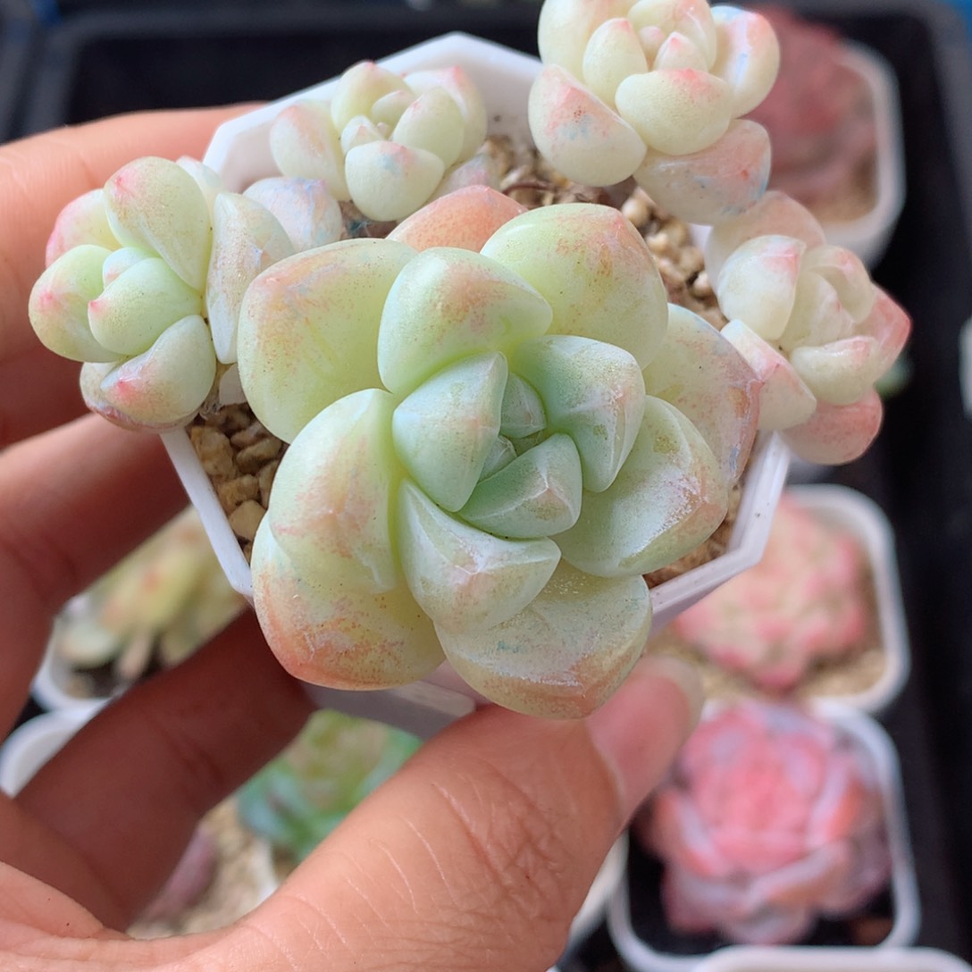 14冰玉58包邮  群生不包整 