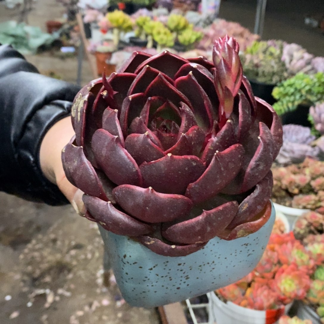 红灯大单头老桩多肉