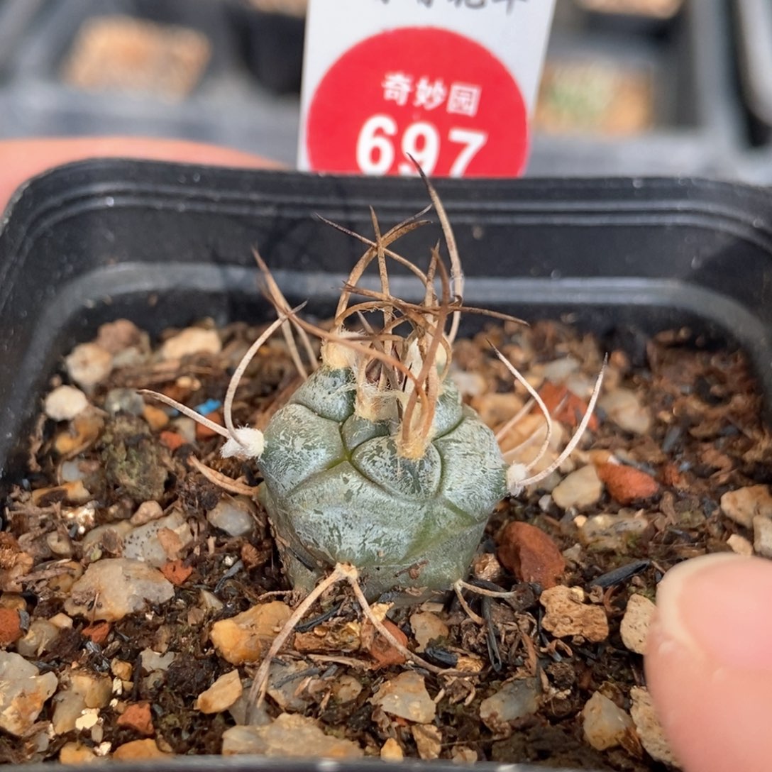 实生上腊牙城丸娇丽1.9cm