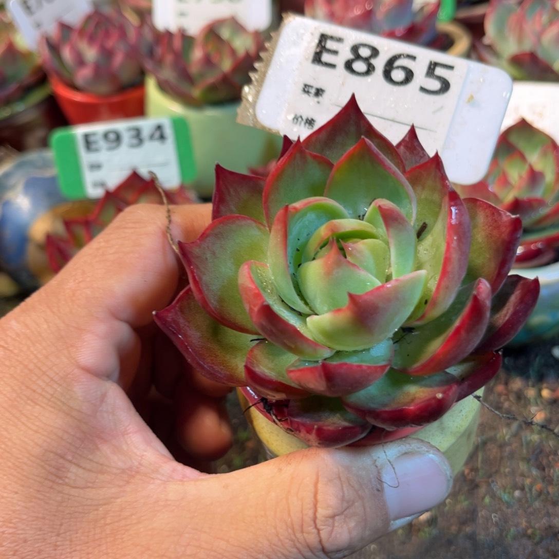 惊鸿一瞥865号多肉