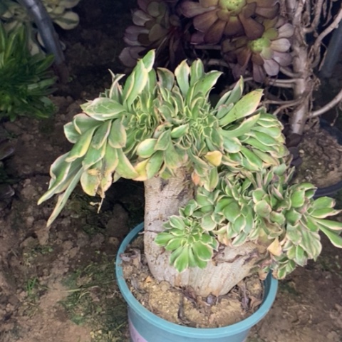 灿烂缀多肉植物0022