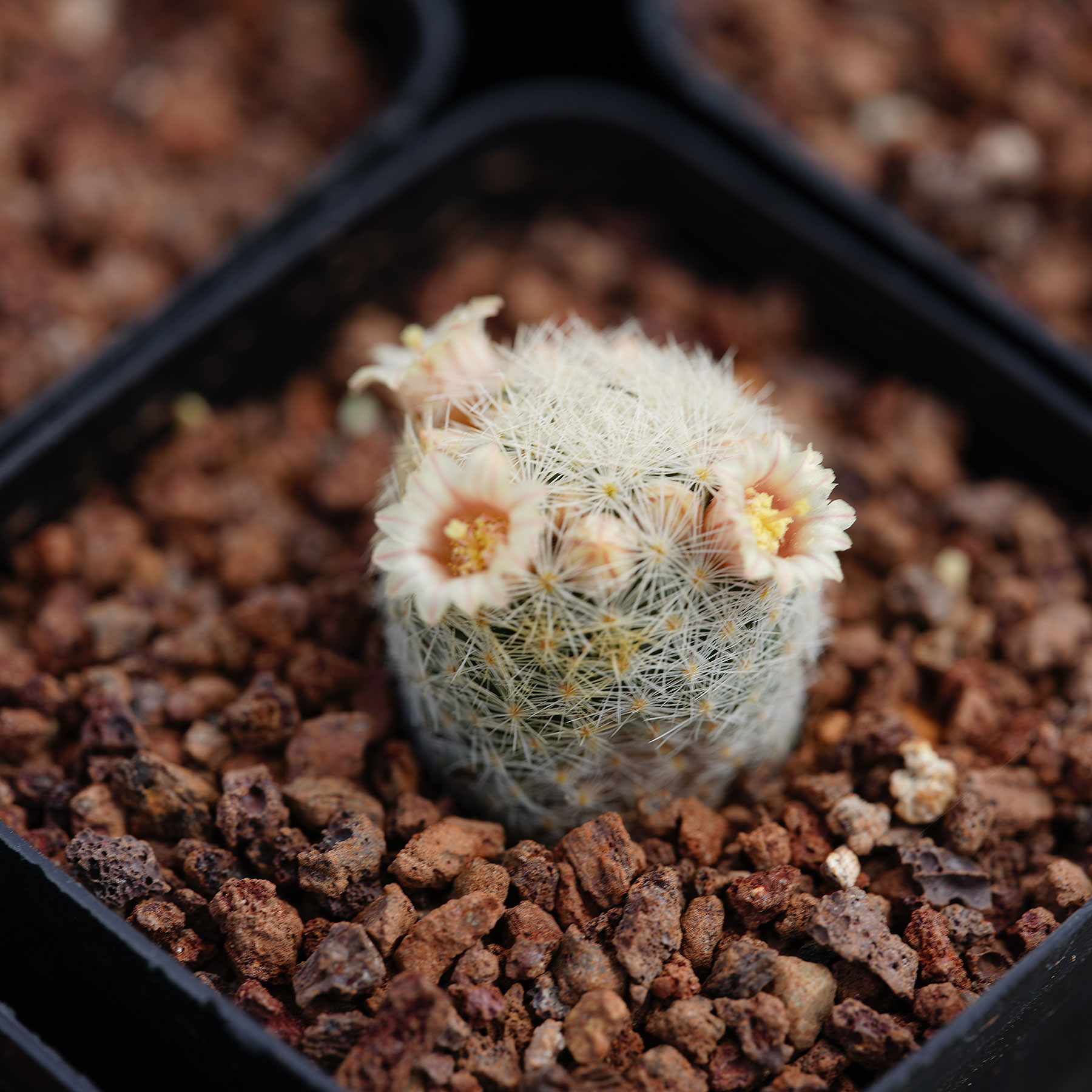 Mammillaria magallanii 实生仙人球 魔美玉