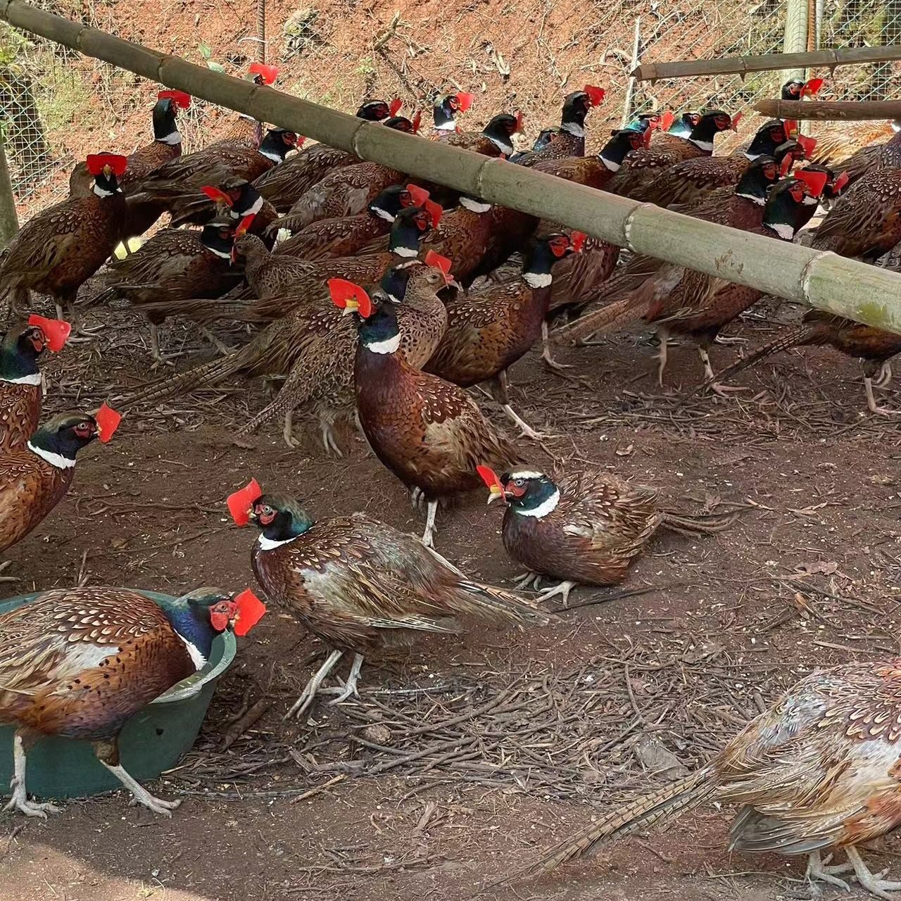 （策恒专属二只公鸡）七彩鸡观赏宠物鸡包邮到家