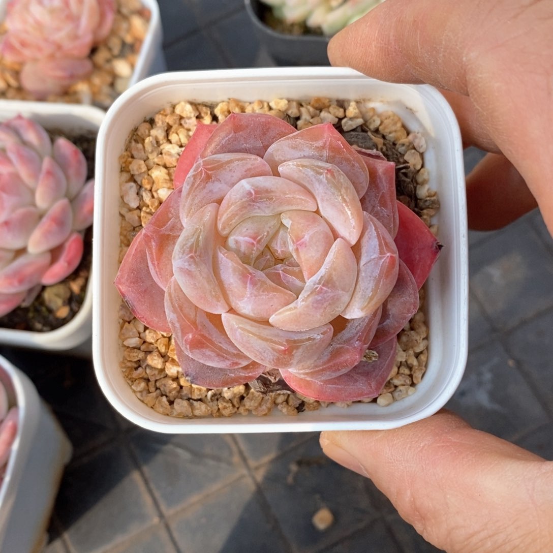 精品多肉一物一折不包整77